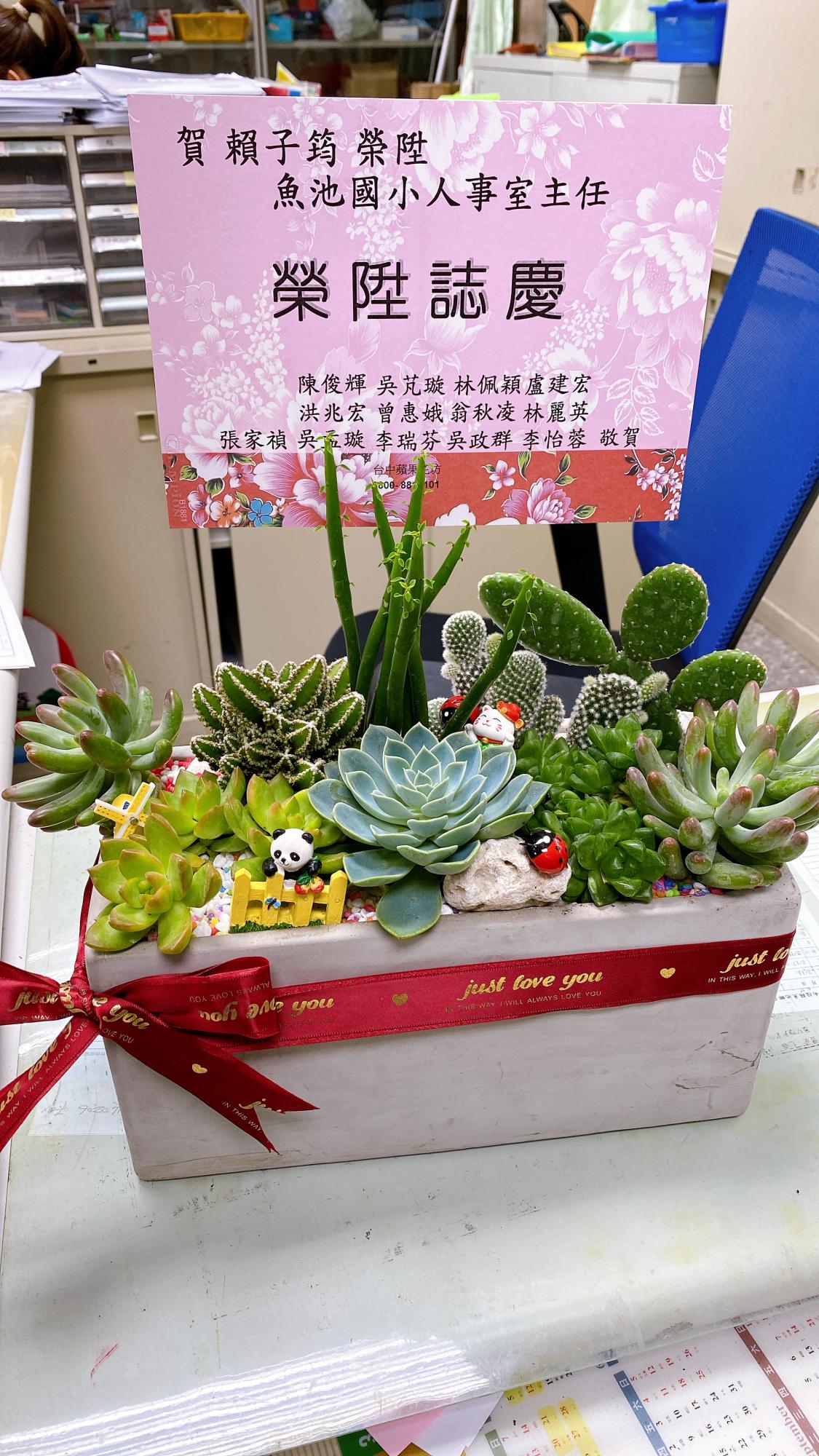 多肉植物盆景
