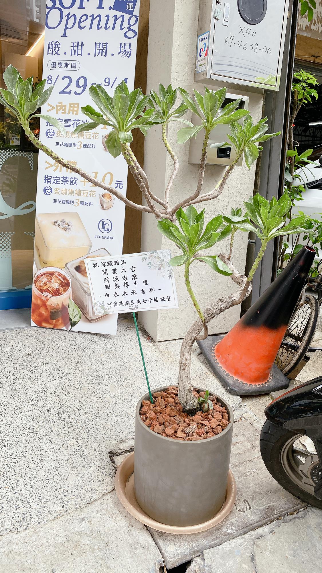 喜氣盆栽