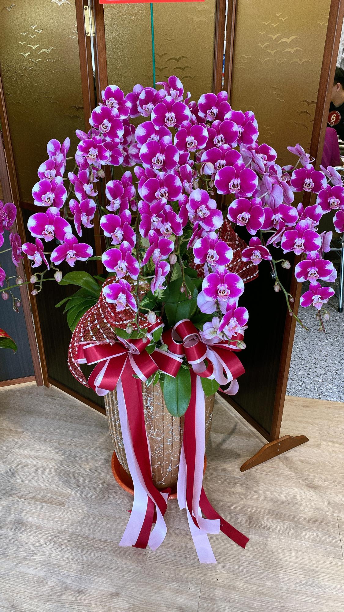  ~典雅蘭花盆景~(19)