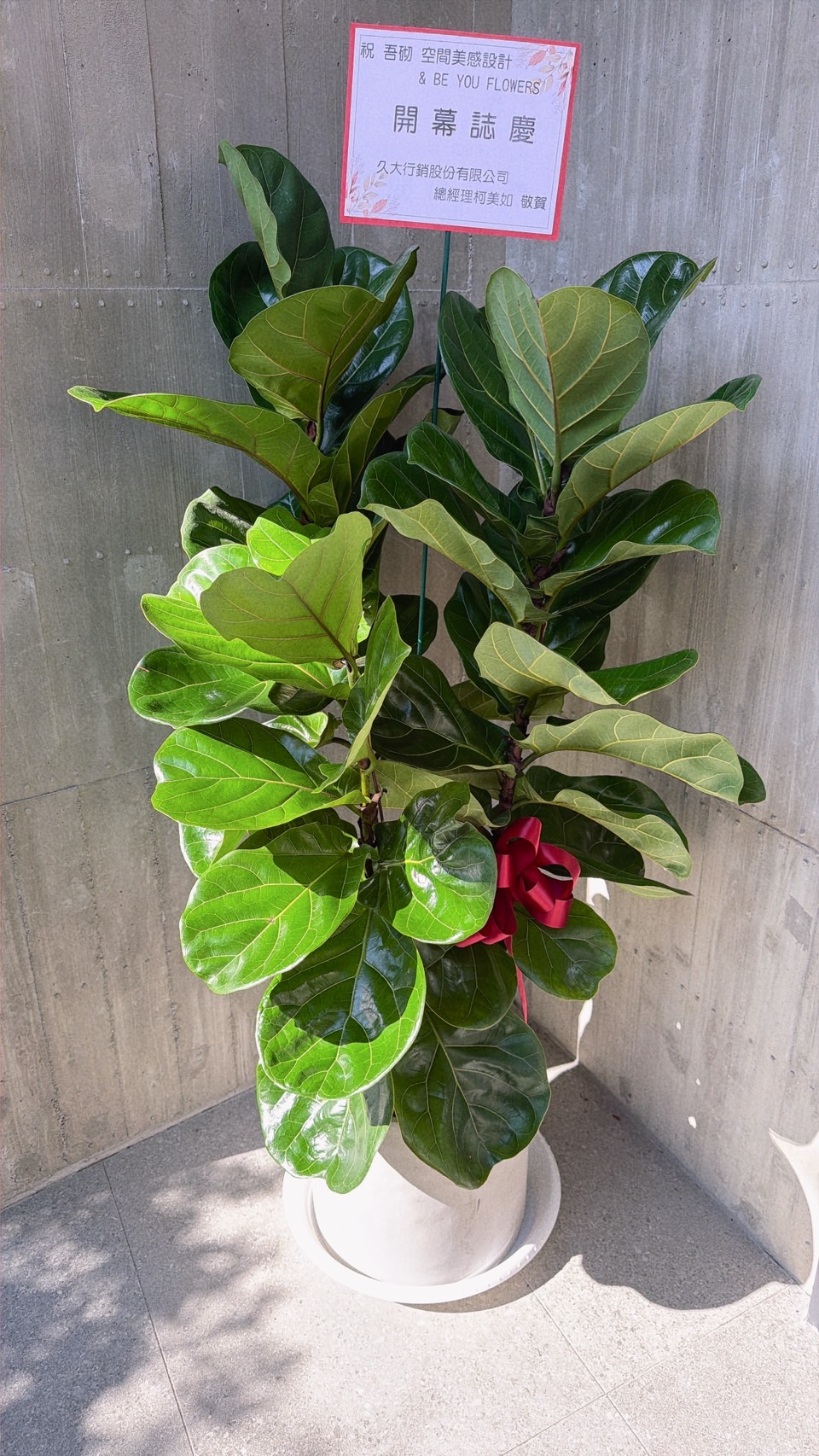 精緻喜氣琴葉榕盆景